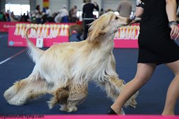 International Dog Show